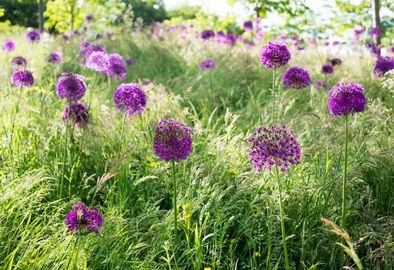Allium Field