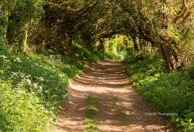 Breamore Tree Tunnel