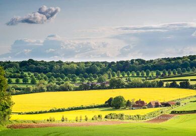 Breamore Yellow Fields