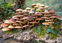 New Forest Toadstools, BBC South TV weather pic Fordingbridge New Forest print toadstools