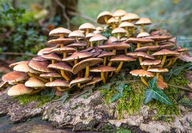 New Forest Toadstools