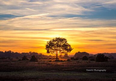 Orange Tree, New Forest