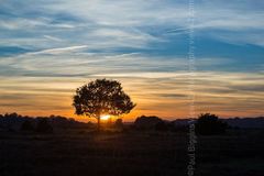 Bramble Hill, New Forest. 20" x 16" incl. mount. Fordingbridge New Forest print orange tree sunset