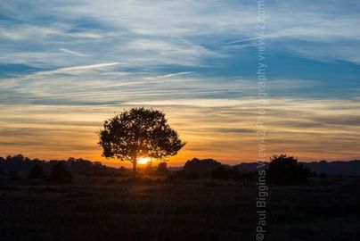 Bramble Hill, New Forest sunset. 20" x 16" incl. mount. £30 New Forest print orange tree sunset print