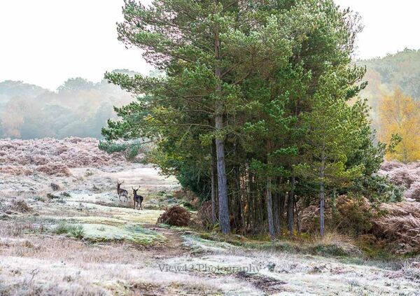 Beyond Ditchend Brook, Godshill. Fordingbridge New Forest print winter frost deer ditchend brook