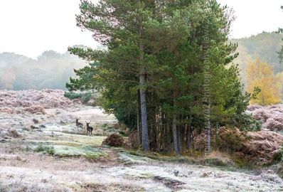 Beyond Ditchend Brook, Godshill, 20" x 16" incl. mount. Fordingbridge New Forest print winter frost deer ditchend brook