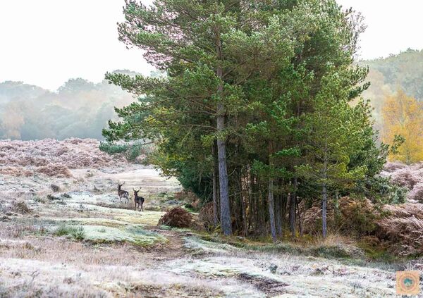 Beyond Ditchend Brook
