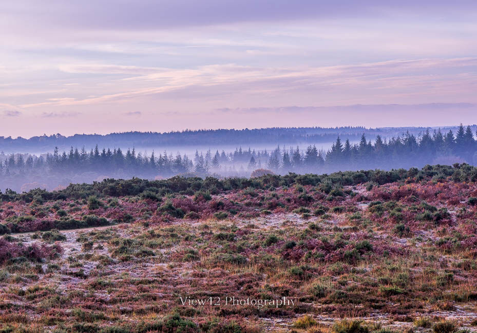 Ashley Range Mist, New Forest