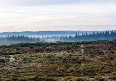 Morning Mist on The New Forest