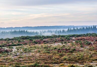 Misty Morning, Ashley Range