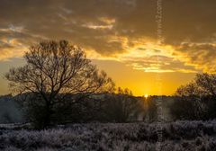 Half a Yellow Sun