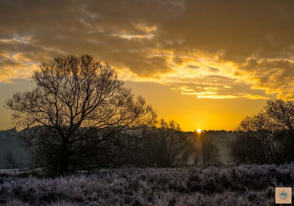 Half a Yellow Sun