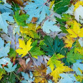 Autumn Leaves 3