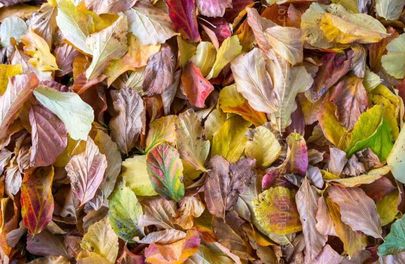 Fallen Autumn Leaves