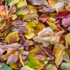 Autumn Leaves 1