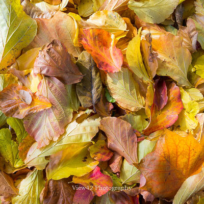Autumn Leaves Amber