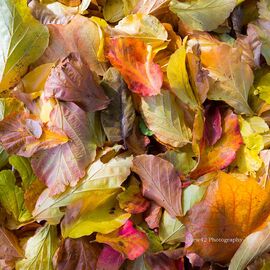 Autumn Leaves 2