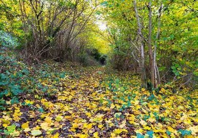 Autumn
