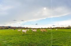 A Break in The Weather, Burgate, Fordingbridge Fordingbridge New Forest print cows field