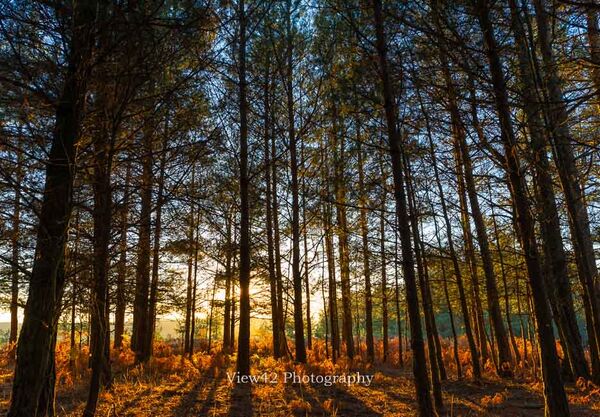 Through The Trees, Turf Hill Fordingbridge New Forest print pine trees sun shining through