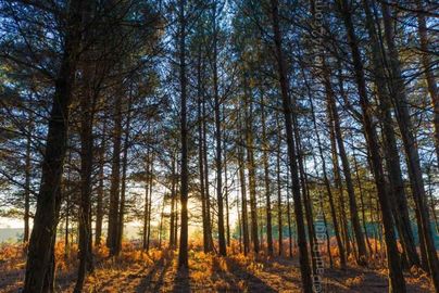 Through The Trees, Turf Hill, 20" x 16" incl. mount, £30 Fordingbridge New Forest print pine trees sun shining through