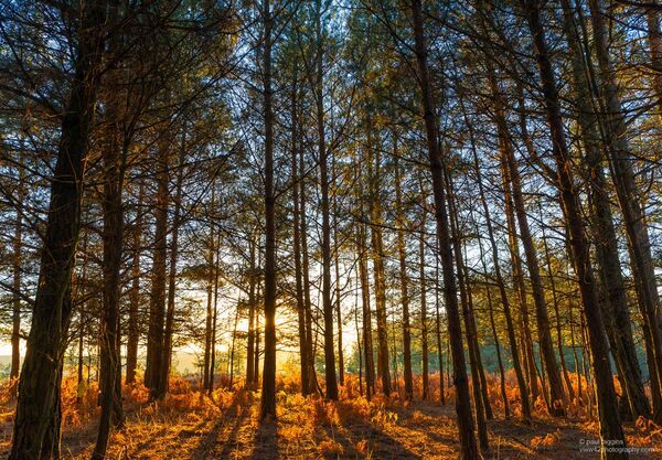 Through the Trees, New Forest
