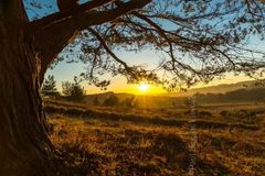 Sunny Outlook at Deadman Hill Fordingbridge New Forest print tree branch sunset