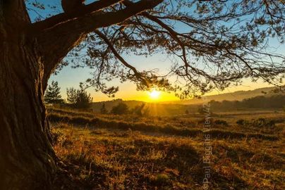 Sunny Outlook at Deadman Hill Fordingbridge New Forest print tree branch sunset