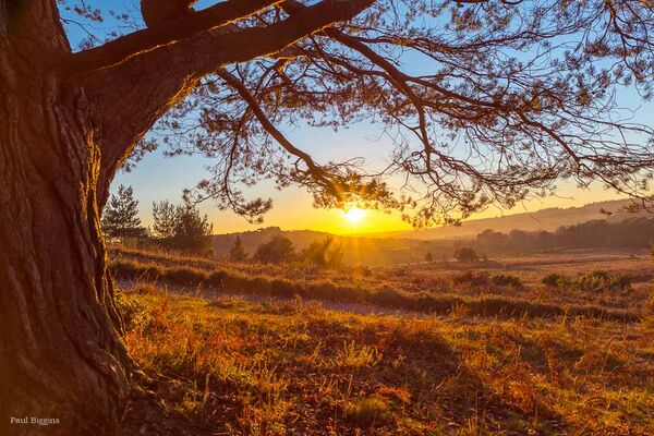 Sunny Outlook at Deadman Bottom, New Forest
