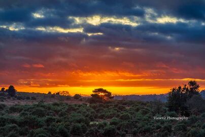 Deadman Bottom sunset, New Forest