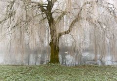 Frosted Willow on The Avon