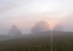 Three Tree in The Mist