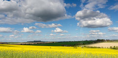 April Yellow, Breamore, Hampshire
