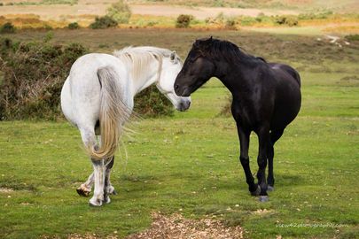 Flirting Ponies at Ogdens. 24" x 18" incl. mount, fine art paper. £50