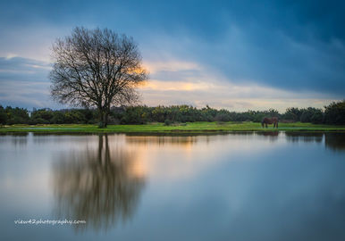Janesmoor Pond, 16" x 12" incl. mount: £20