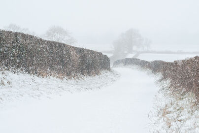 Walking My Way Through Winter, Burgate, A3+ with 24" x 18" incl. mount, fine art paper. Limited Edition. £40