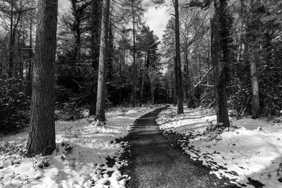 Snow at Godshill Wood 24" x 18" incl. mount, fine art paper.
