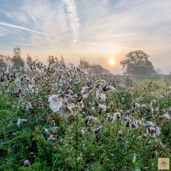 Cotton Field (12" x 12"
