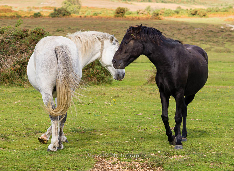 Flirting Ponies