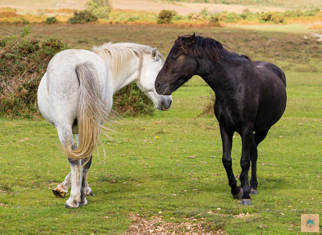 Flirting Ponies