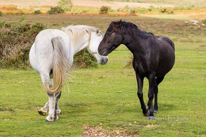 Flirting Ponies, New Forest