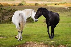 Flirting Horses at Ogdens, New Forest Fordingbridge New Forest fine art print Flirting Horses ponies Ogdens
