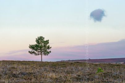 Lonely as a Cloud. 16" x 12" incl. mount. £20 lonely tree and cloud print