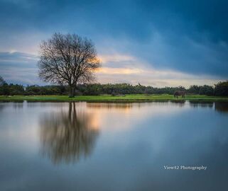 Janesmoor Pond Reflection, New Forest