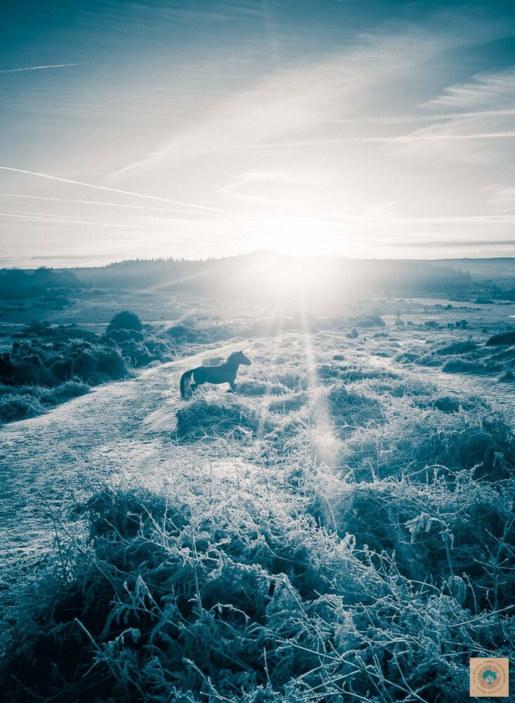 Sunrise Over Pitts Wood (Monochrome)