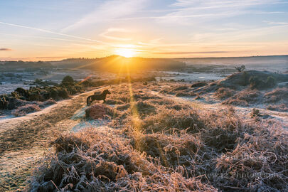 Winter Morning with Pony (landscape)
