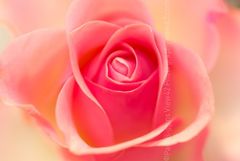 Her Birthday Rose