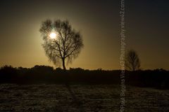 Silhouettes winter 2017 2018 Fordingbridge New Forest