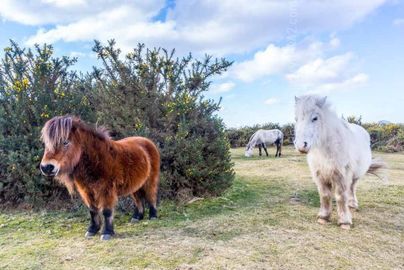Colder Than It Looks winter 2017 2018 Fordingbridge New Forest