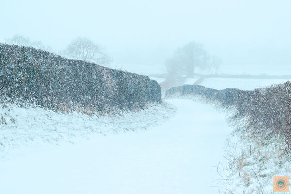 Walking Through Winter